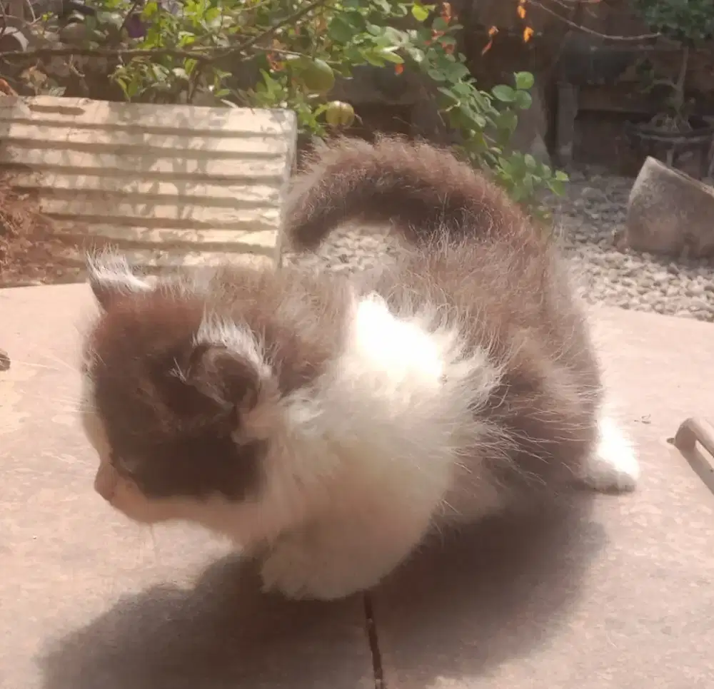 Kucing munchkin