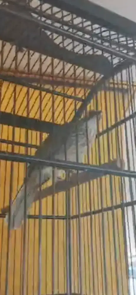 Cucak rowo giras bgt tapi bunyi suaranya kenceng
