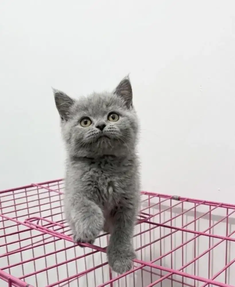 Kucing kitten British shorthair Bluesolid female Pure