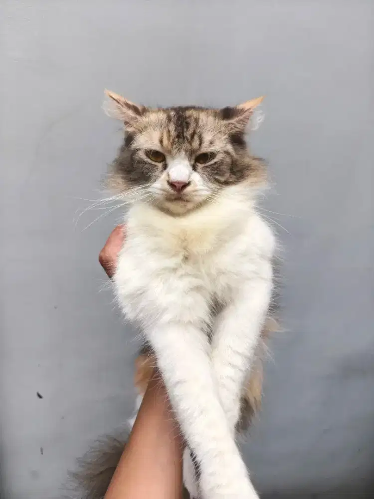 Kucing Persia & kandang hewan