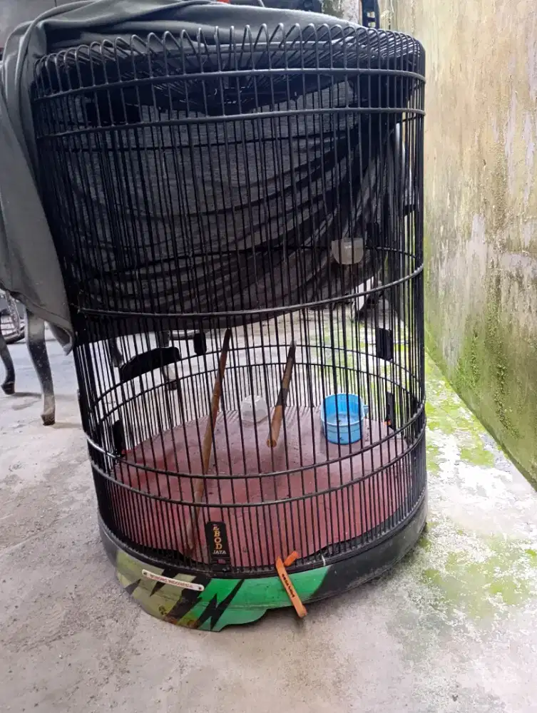 kandang burung murai kacer