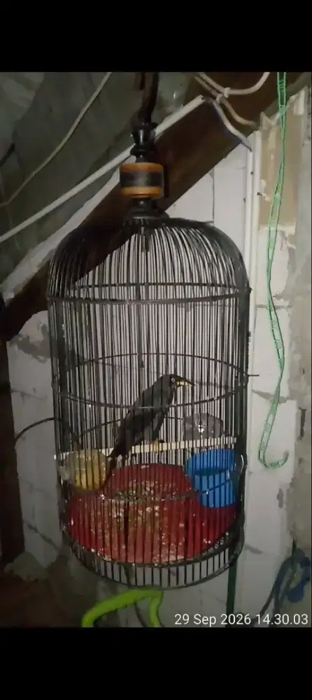 burung jalak kebo plus kk besi
