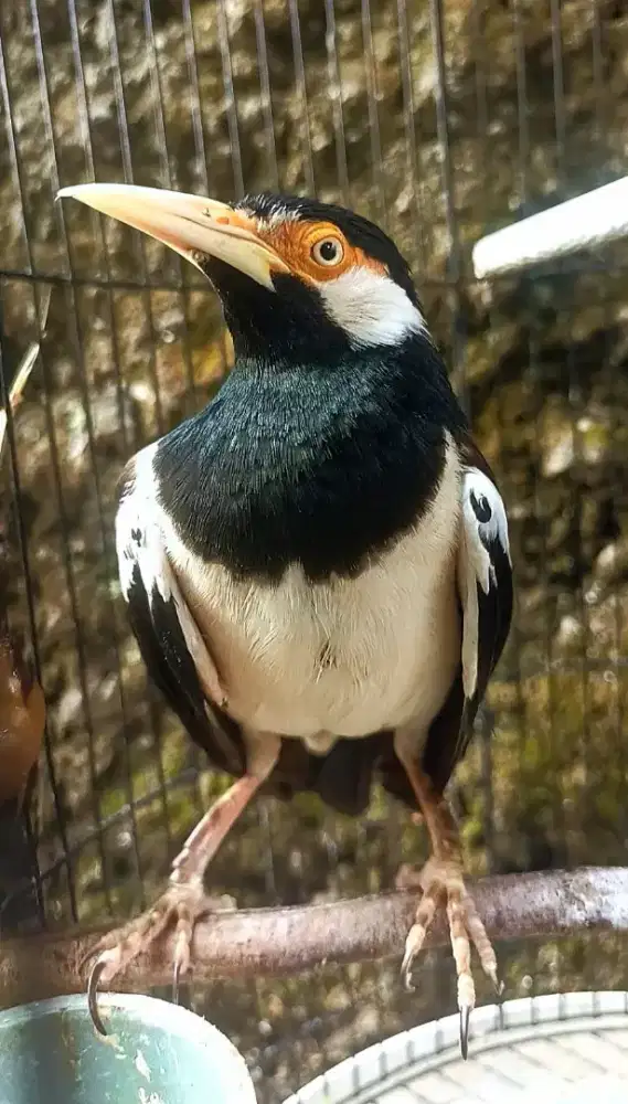Jalak suren remaja
