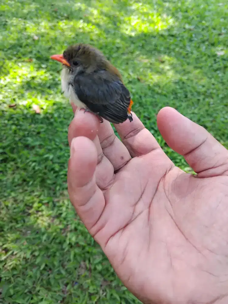 Burung kemade gacor