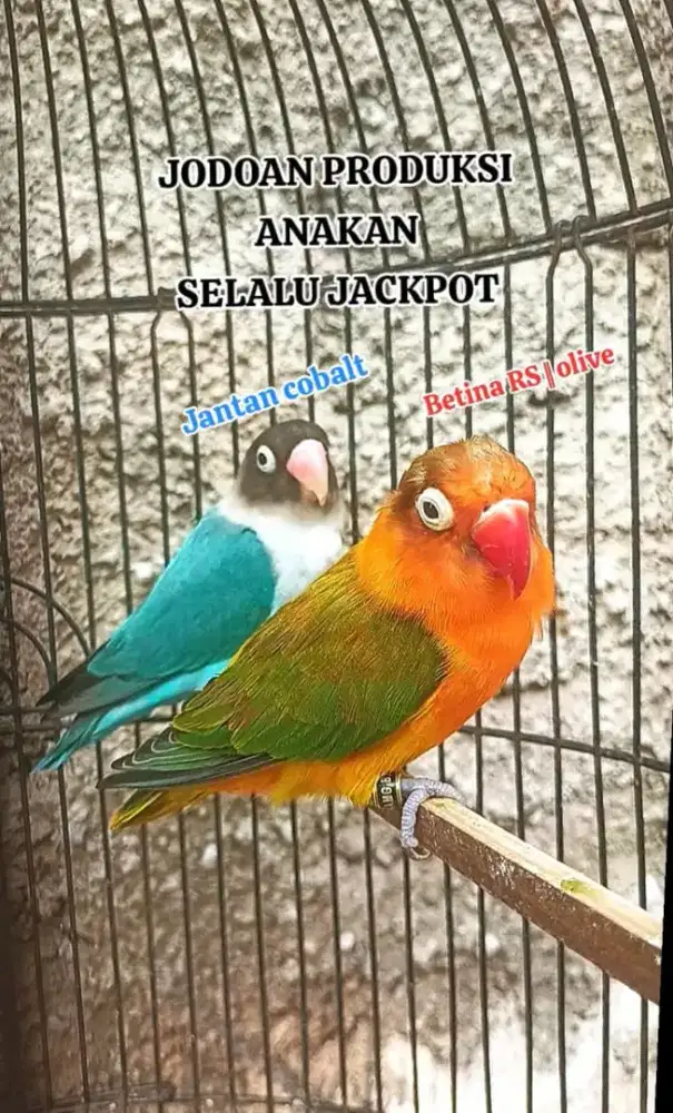 Indukan Lovebird produksi