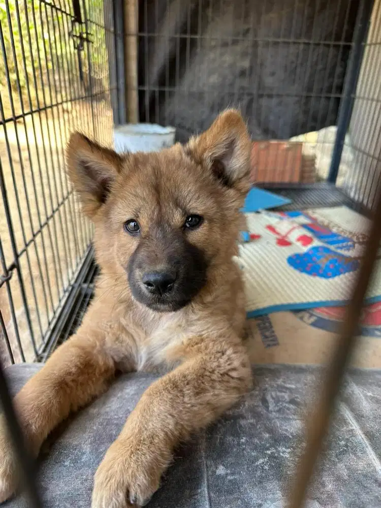 Jual Anak Anjing Kintamani Mix
