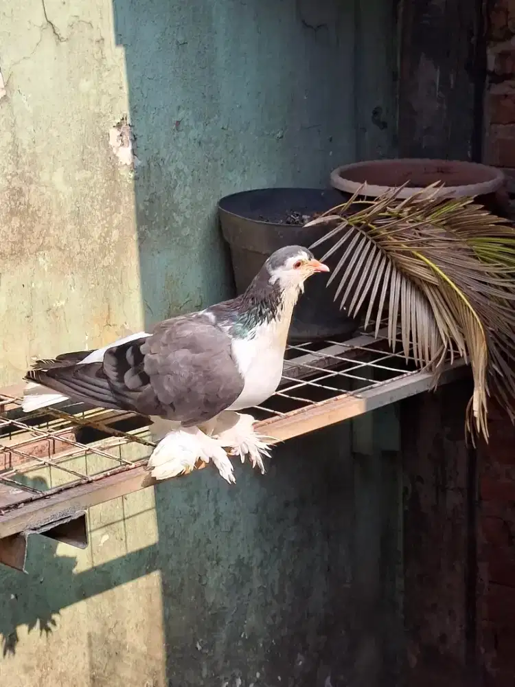 MERPATI HIAS LAHORE || BETINA INDUK