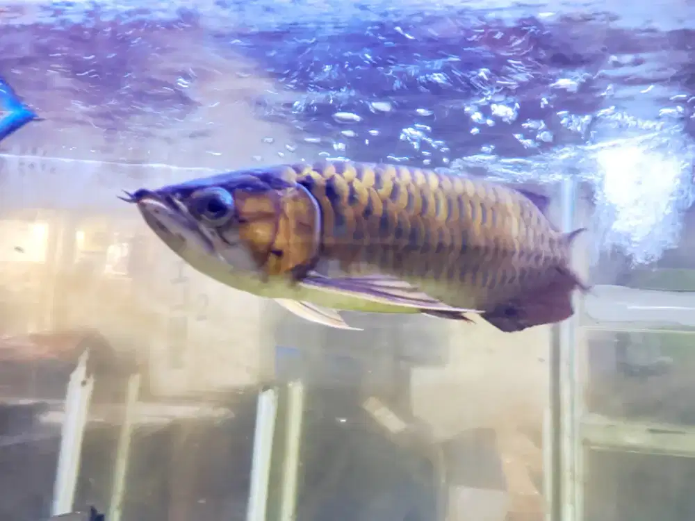 Arwana Super Red 45cm