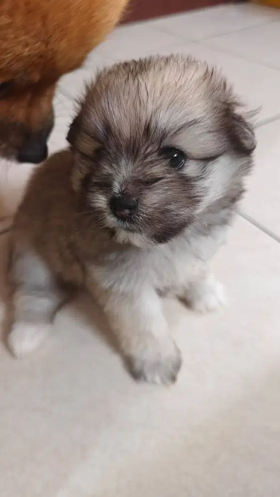 Pom... Female.. Rare color