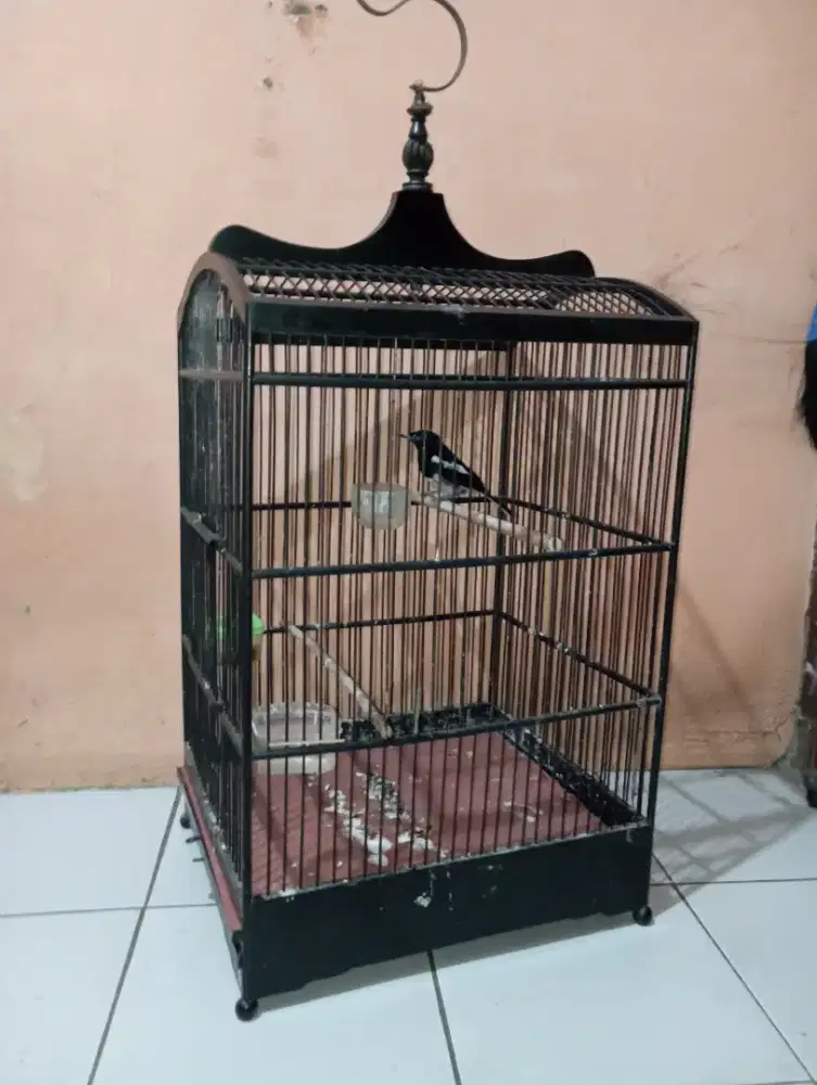 Burung Kacer jantan bunyi fullset