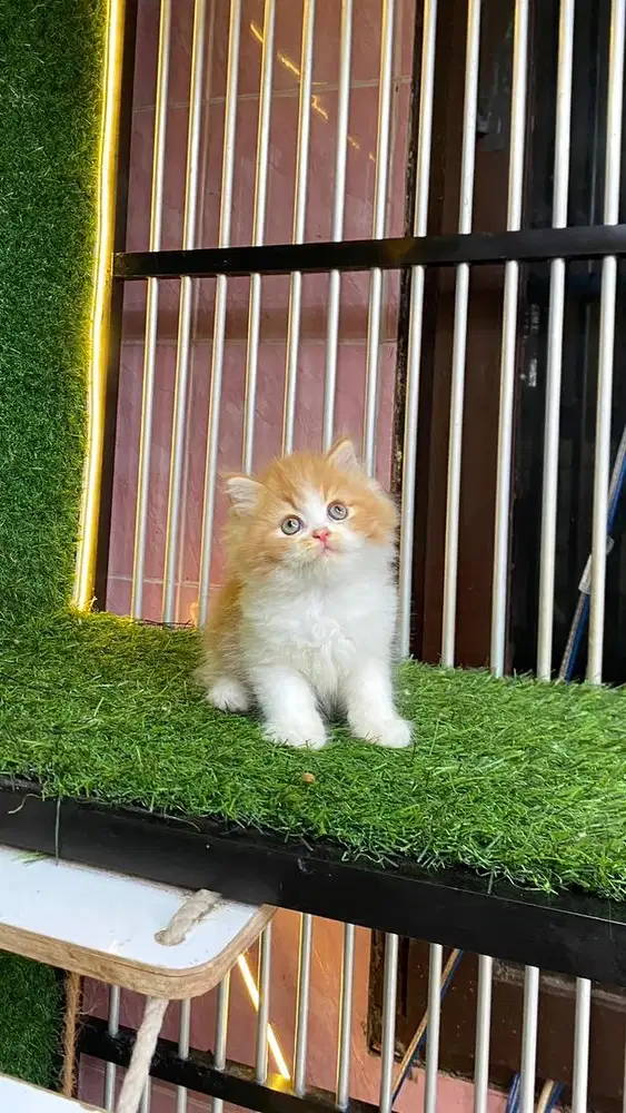 kitten persian gemoy