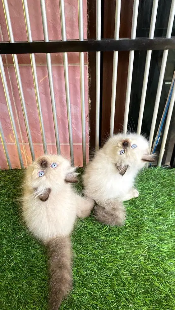 kitten himalaya jantan dan betina