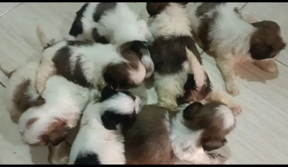 Anakan baby mini shitzu
