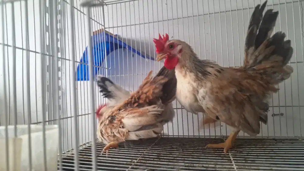 Ayam Kate Ceper sepasang