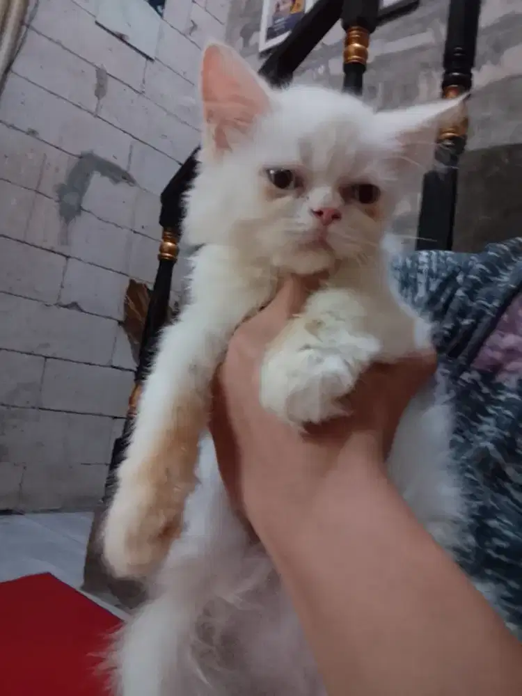 Bismillah open adops kitten jantan