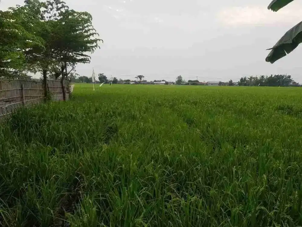 Dijual Lahan Produktif 9219 meter di Karawang Timur Jawa Barat