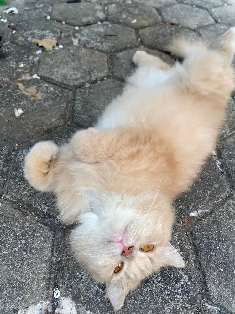 Dijual Kucing Persia Betina Warna Cream` `Bulu tebal, sehat, jinak