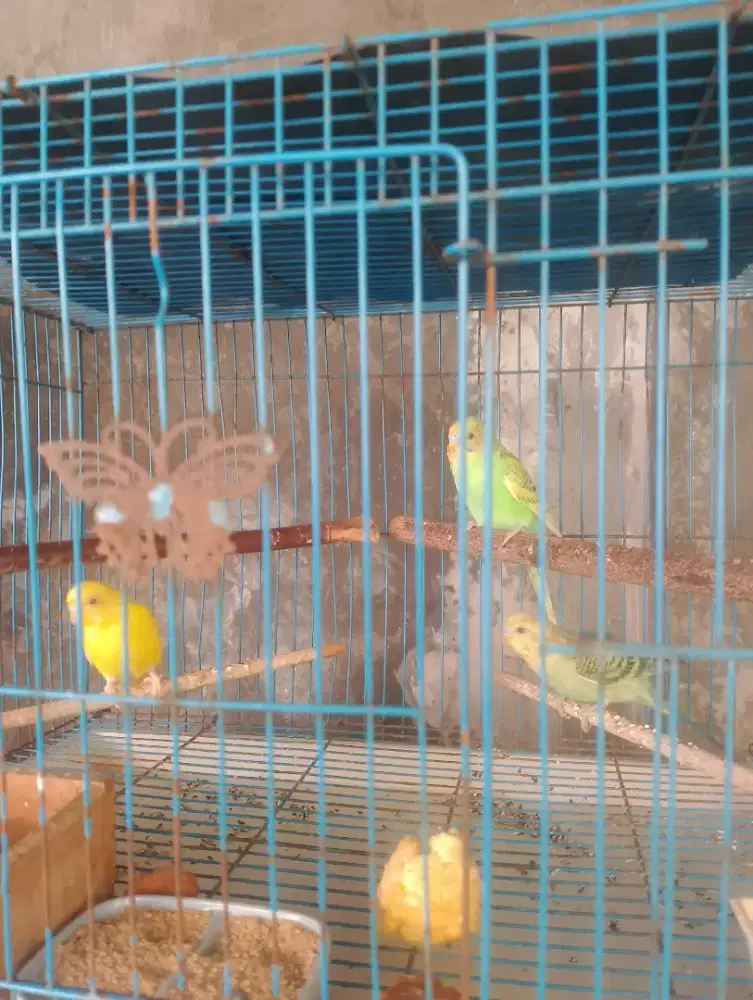 Burung parkit  lokasi sepanjang