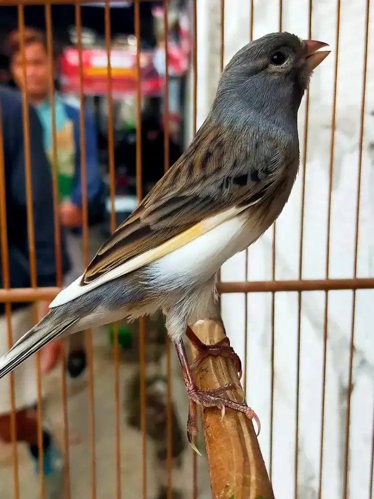 Burung kenari jantan muda gacor door