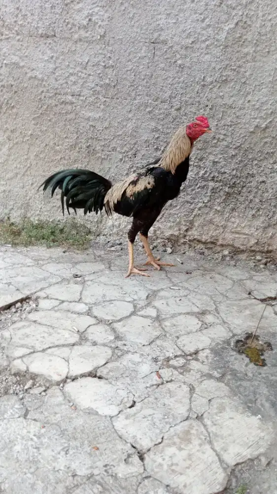 Ayam bk umur 8 bulan