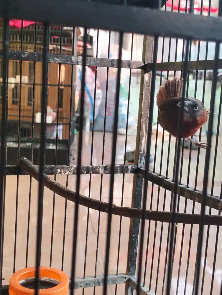 Burung tepus kepala abu