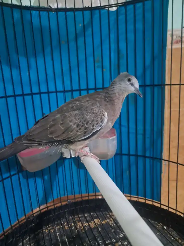 Tekukur kuk 3, video ke WA