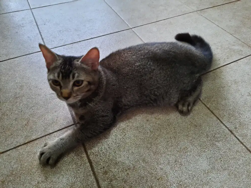 Kucing mix Exo vs Scottish