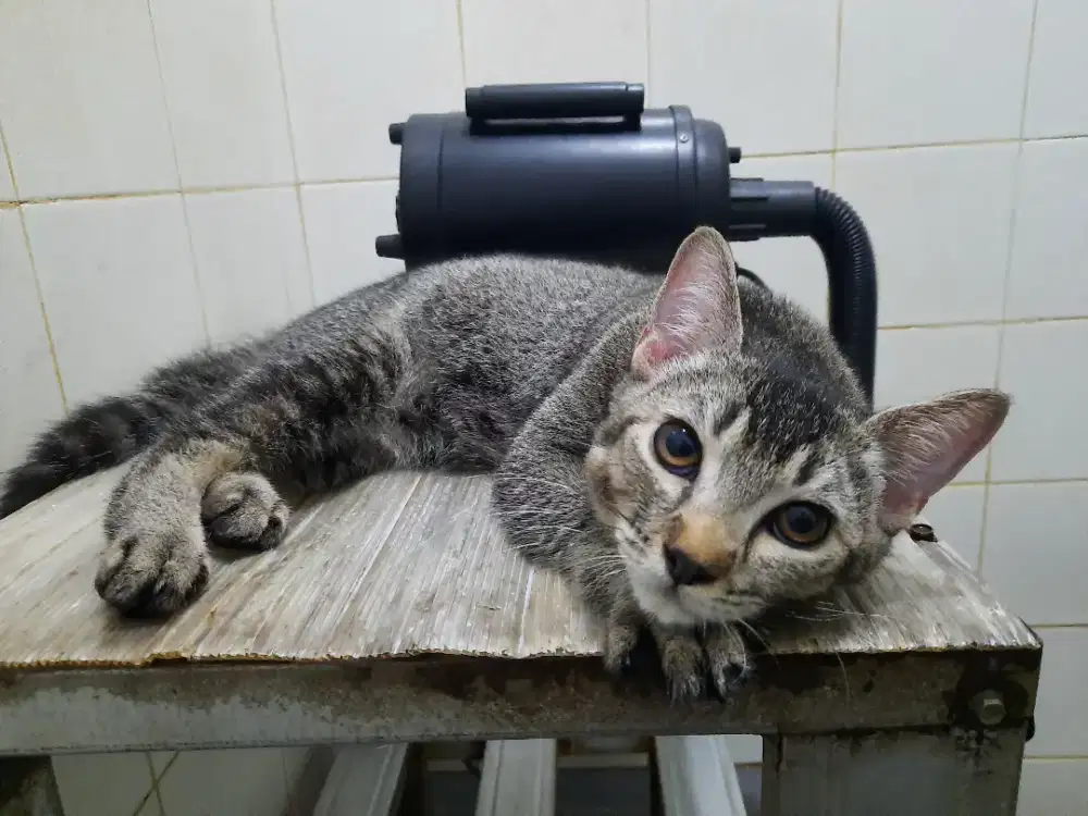 Kucing mix Exo vs Scottish
