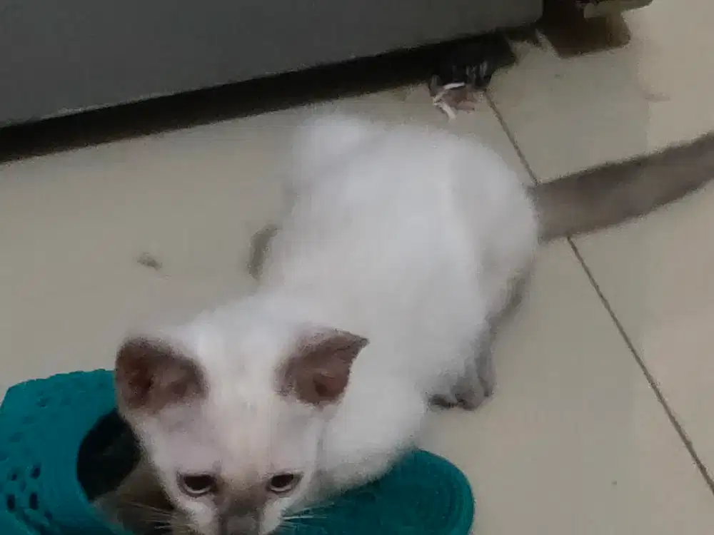 Kucing Himalayan betina
