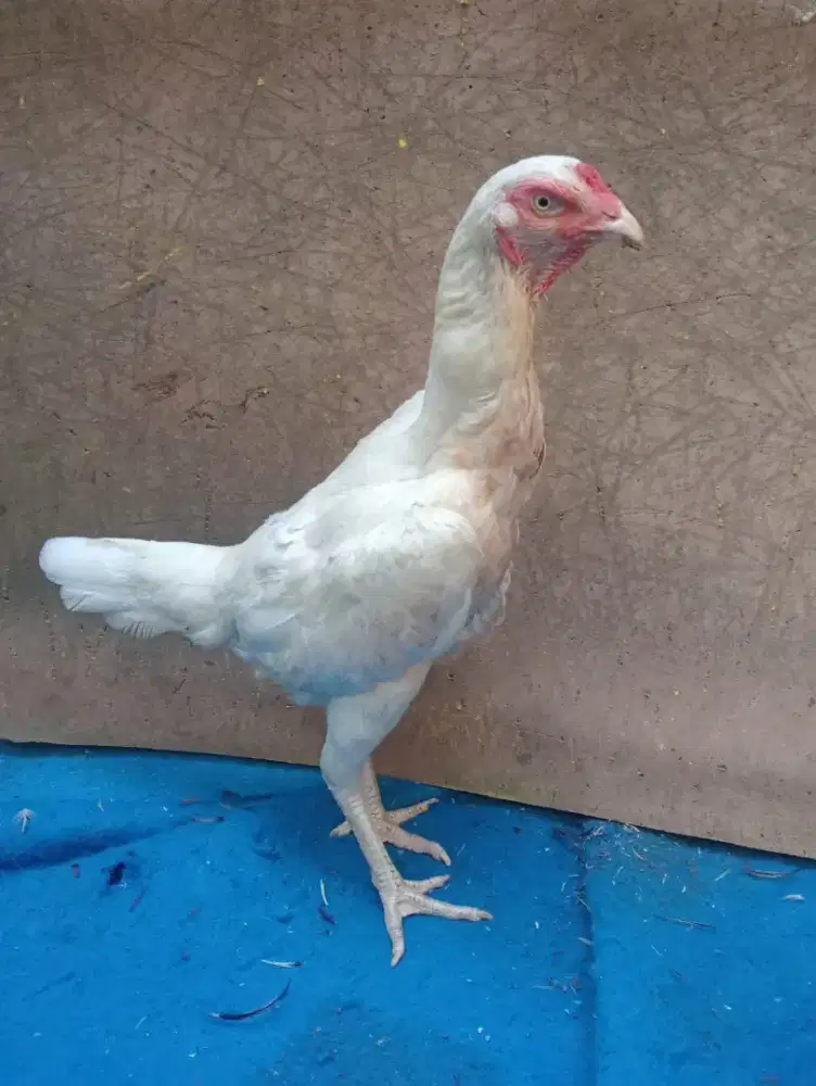 Ayam betina Bangkok mata kaki putih
