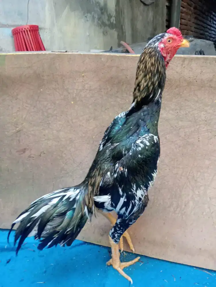 Ayam Bangkok muda blorok widu