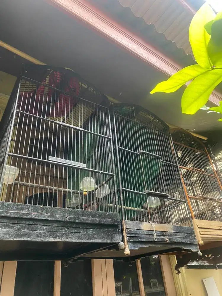 Sangkar bekas mantap masih sangkat kokoh