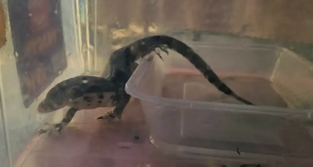 Anak biawak seger