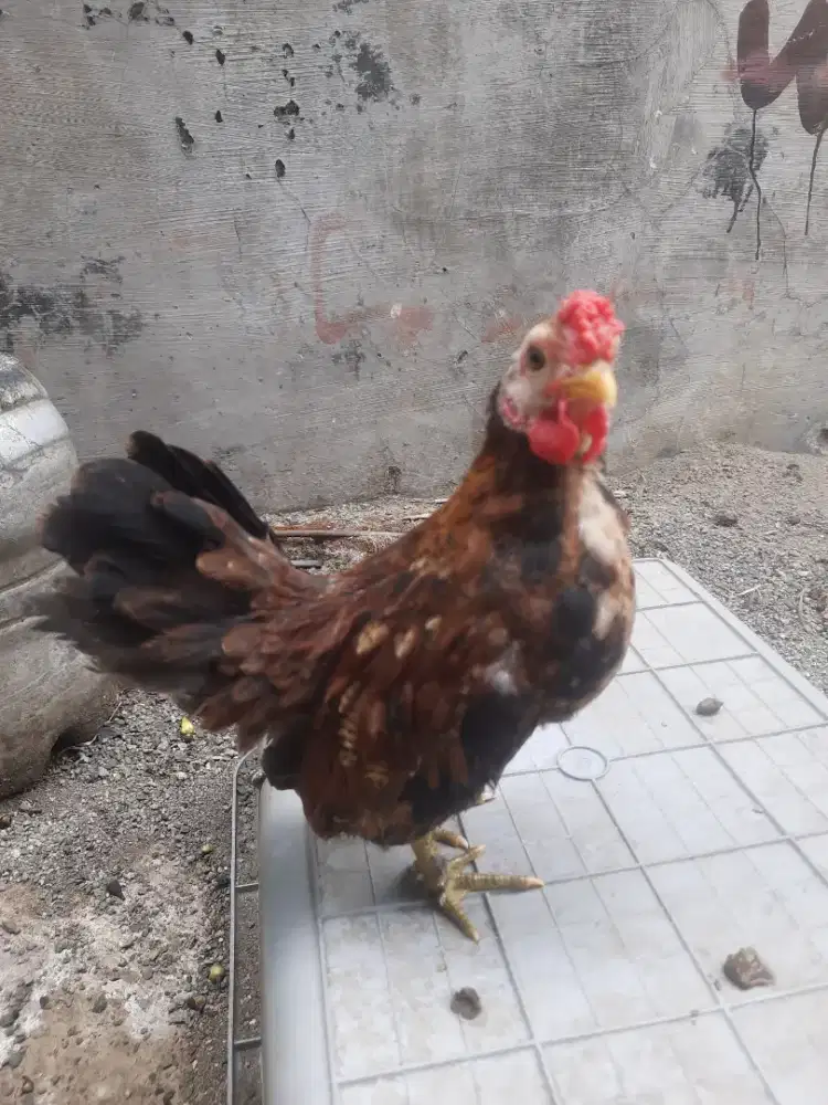 AYAM KATE ANAKAN JANTAN 3 BULAN
