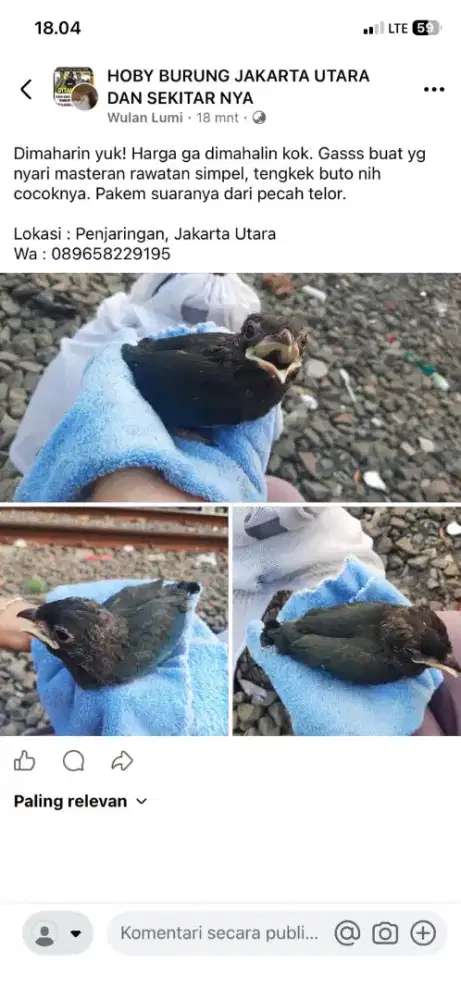 Masteran Burung