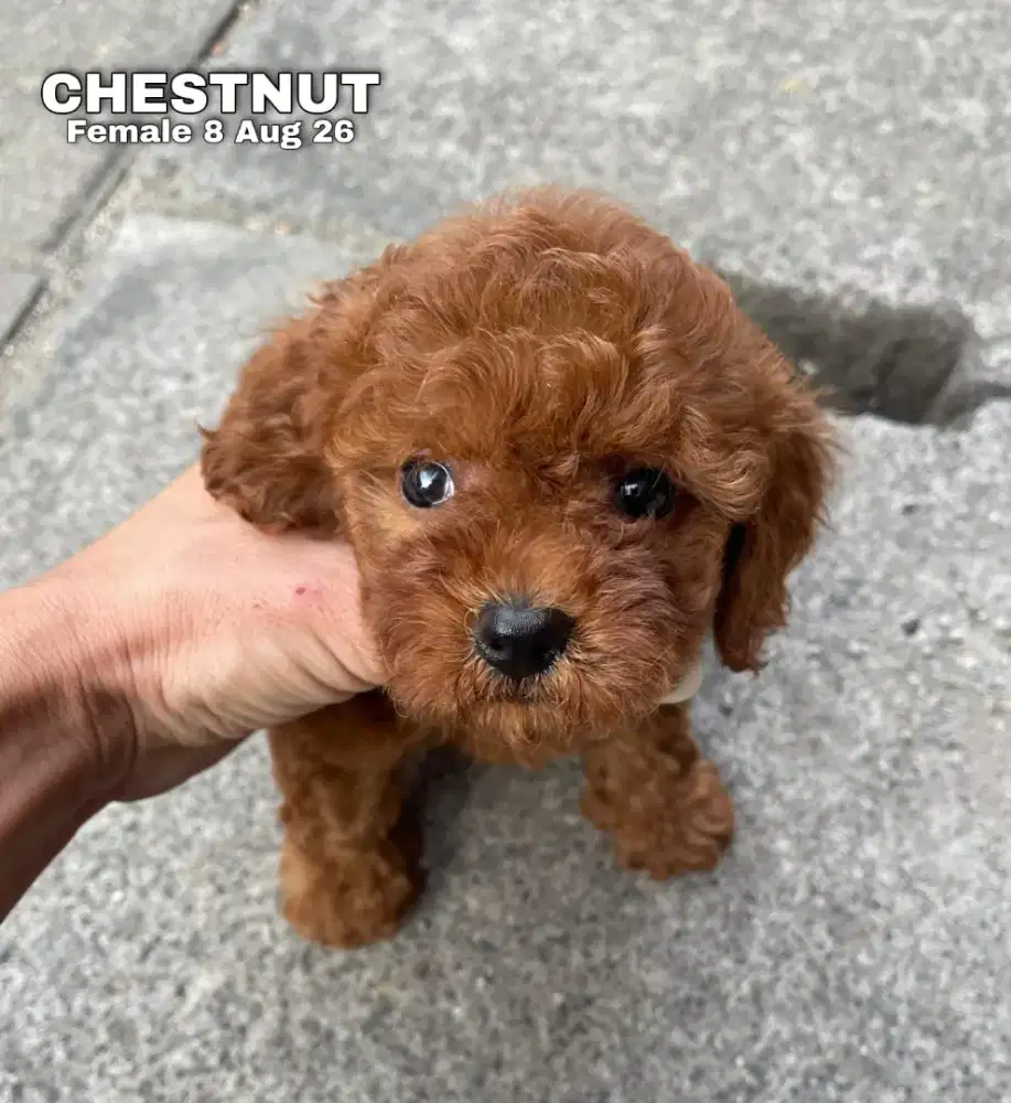 Toy Poodle red betina •CHESTNUT•