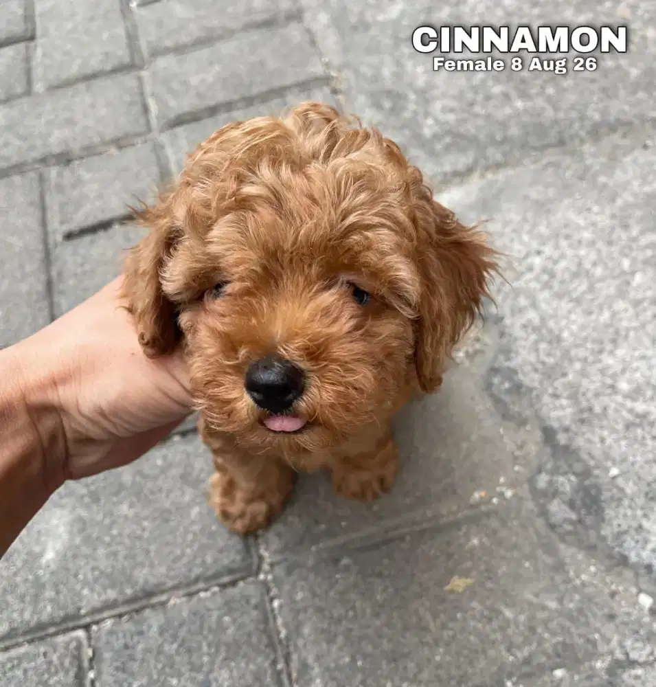 Toy Poodle red betina •CINNAMON•