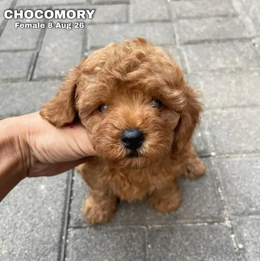 Toy Poodle red betina •CHOCOMORY•