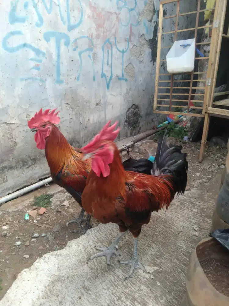 AAYAM PELUNG JANTAN KOKOK PANJANG