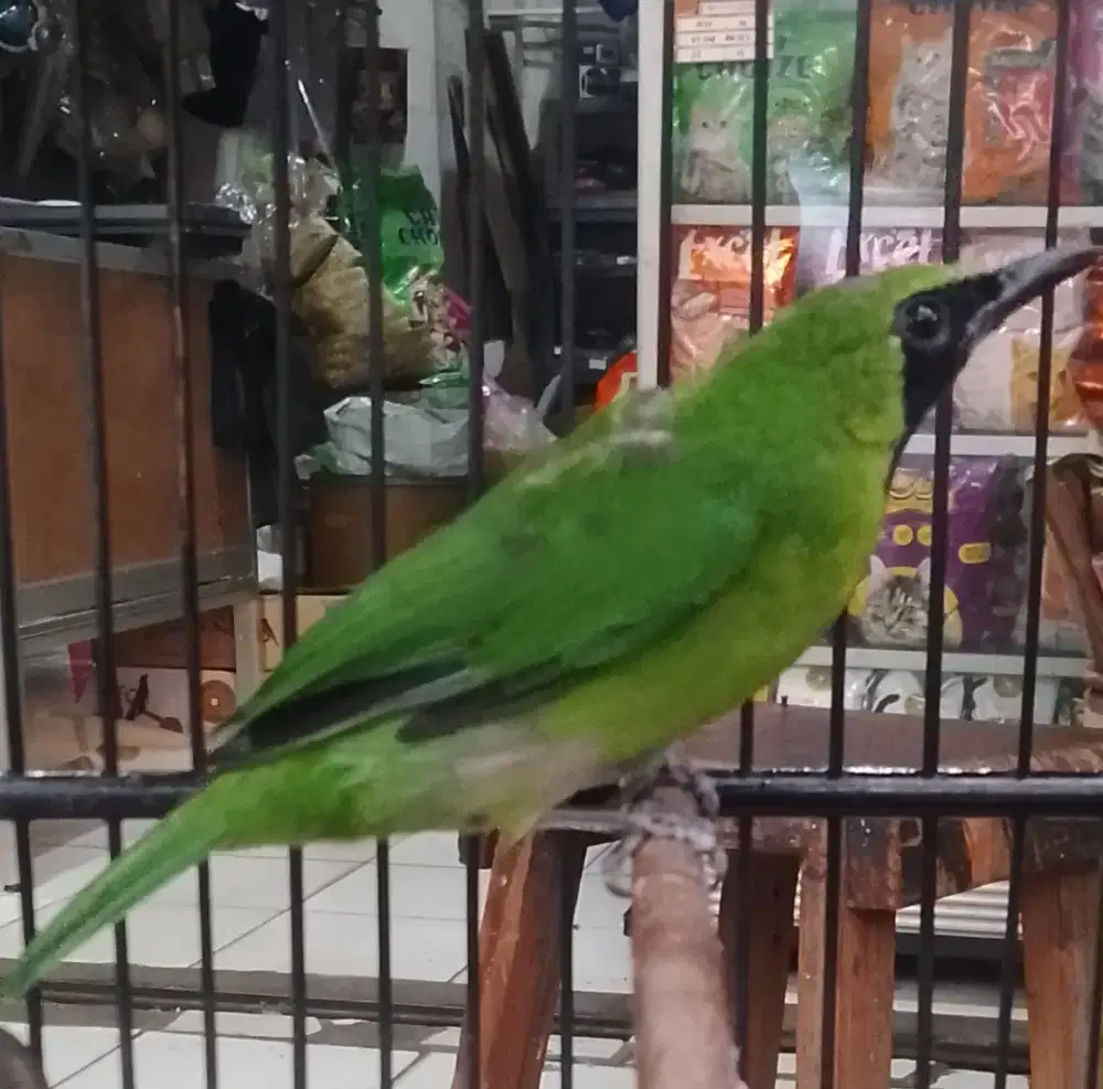 Murai batu ijo gacor