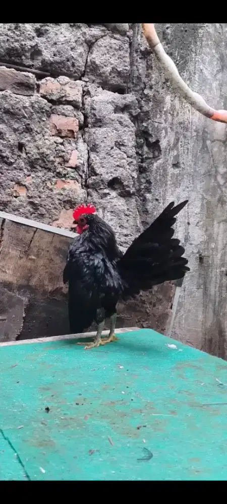 Ayam Serama jantan hitam
