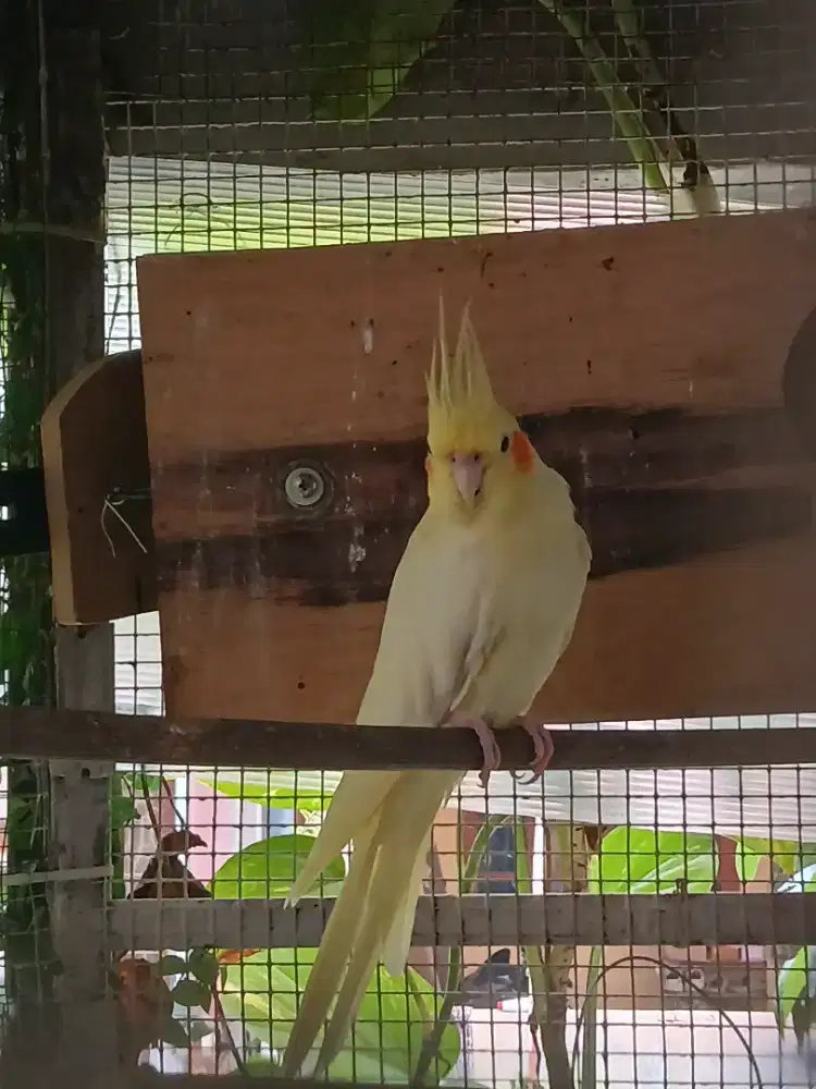 burung falk lutino jantan