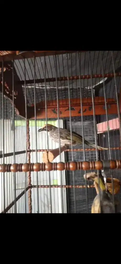 Cucak rowo giras bgt tapi bunyi suaranya kenceng