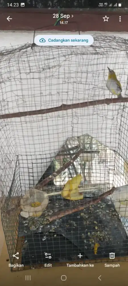 Jual murah burung kacamata