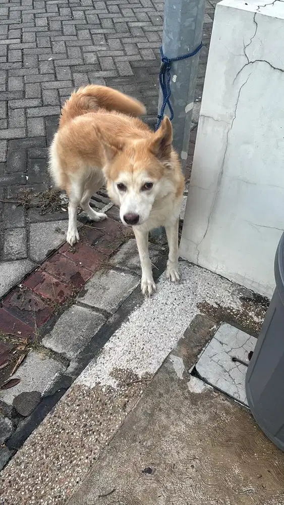 OPEN ADOPT GRATIS!! ANJING BETINA HUSKY X GOLDEN!!!