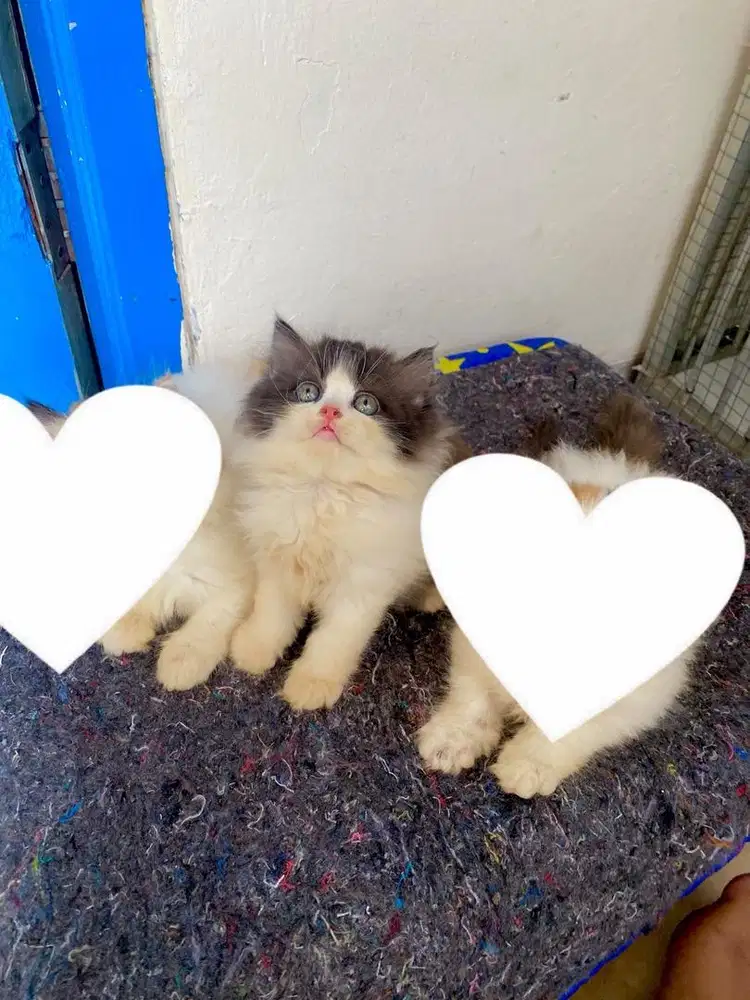 kitten persia flatnose