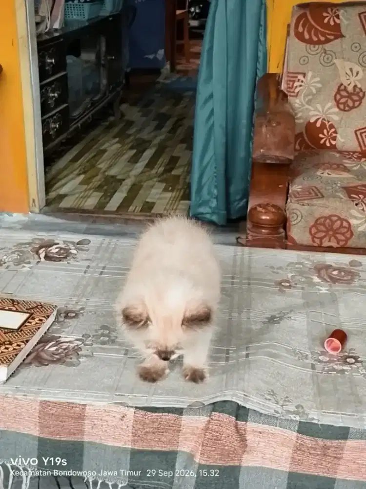 Persia peaknose himalaya langka