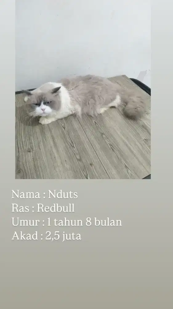 Urgent!!! Open adopt