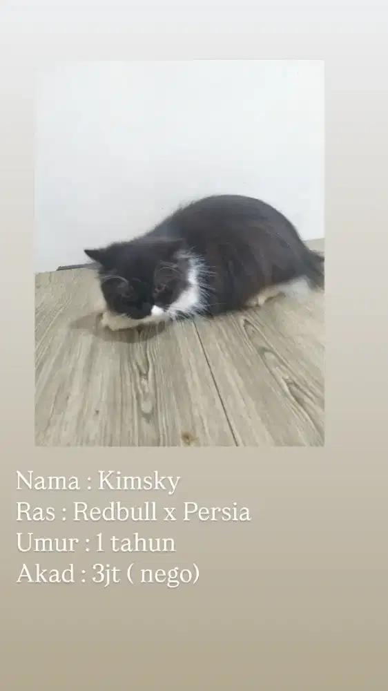 Urgent!!! Open adopt