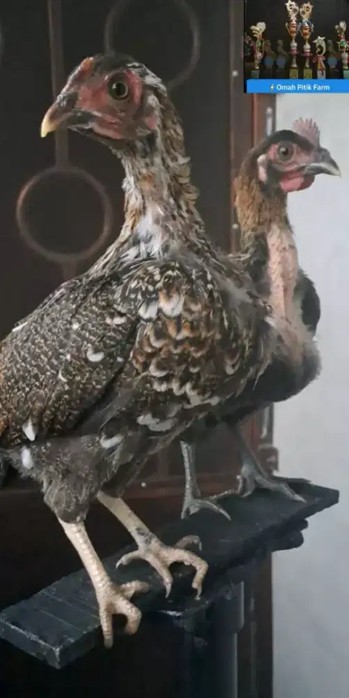 Ayam ketawa Sepasang Type Durasi sambung X Durasi Sambung
